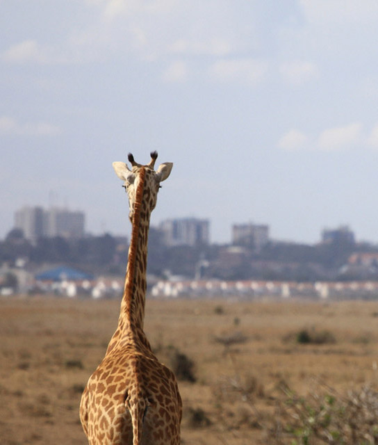 Design Hotels™ Destination: Nairobi Kenya Nairobi Kenya Design Hotels™